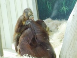 Tiergarten Schönbrunn am 12.03.2025